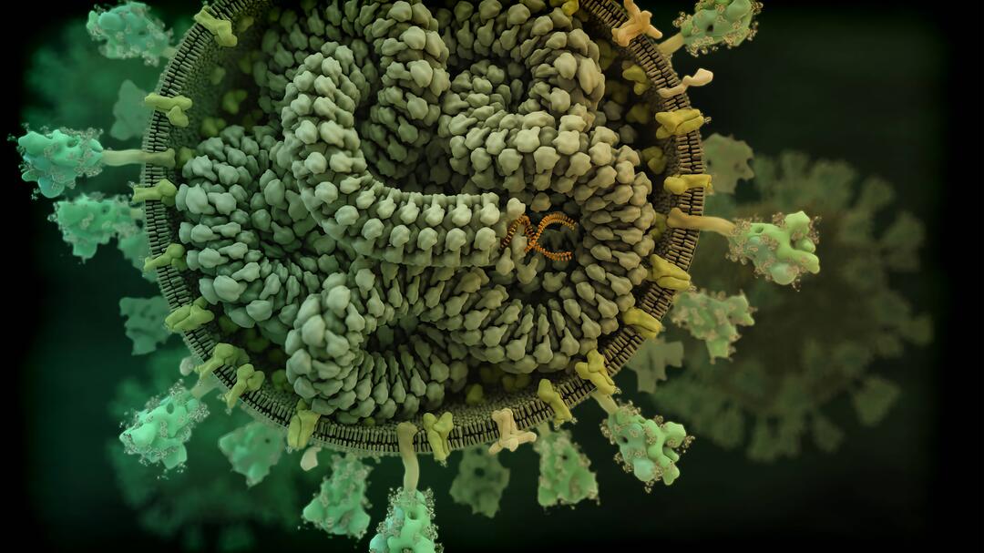 Visualisierung des Coronavirus SARS-CoV-2