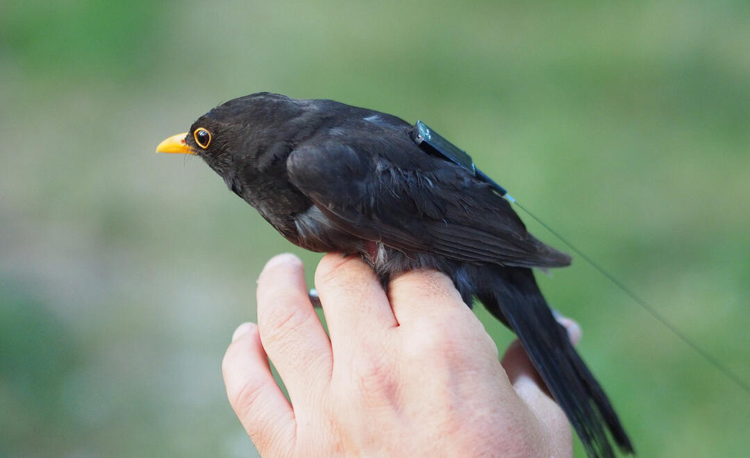 Amsel mit einem der ersten ICARUS-Sender