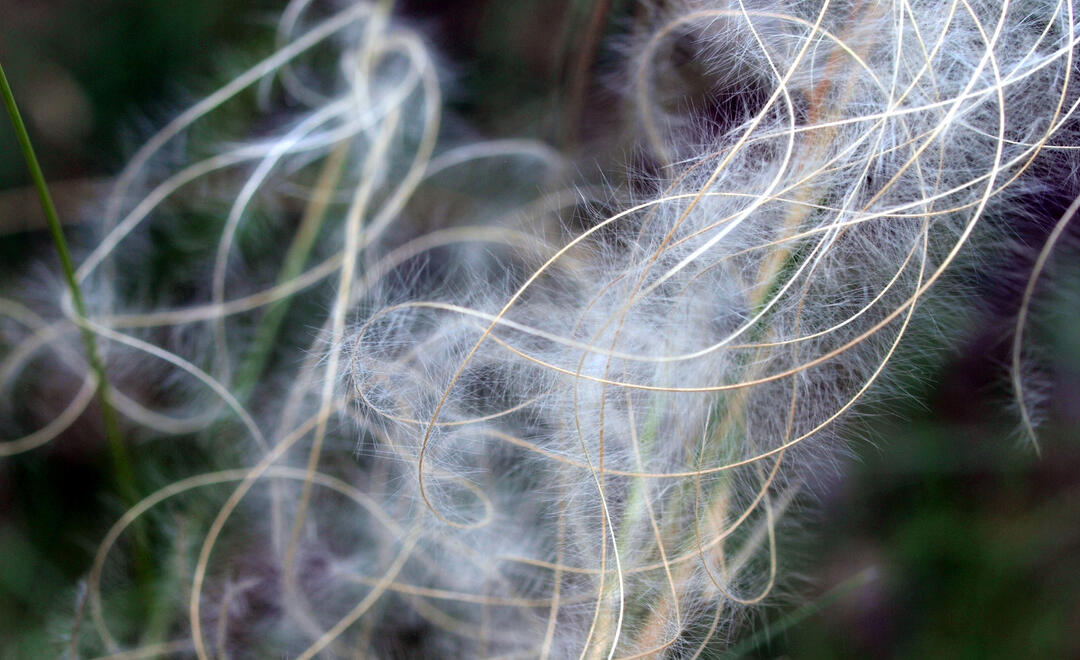 Feather Grass