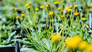 Blüten des Russischen Löwenzahns