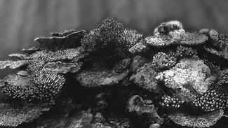 Fast Forward Science - Hydrocarbon (Video)