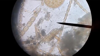 Fast Forward Science: Gewinner-Video im Superfast-Wettbewerb 2018