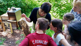 Bamberger Schulbiene (Foto: Bienen-leben-in-Bamberg.de)